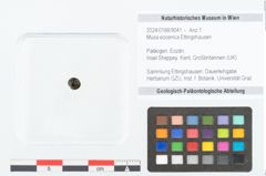 Foto (Objekt + Etikett) von Musa eocenica Ettingshausen (NHMW-GEO-2024-0188-9041)